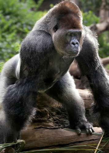 Gorilla