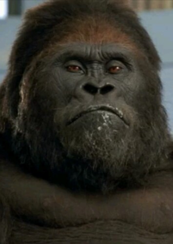 Gorilla