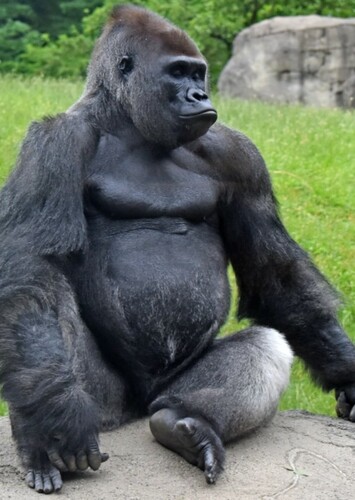Gorilla