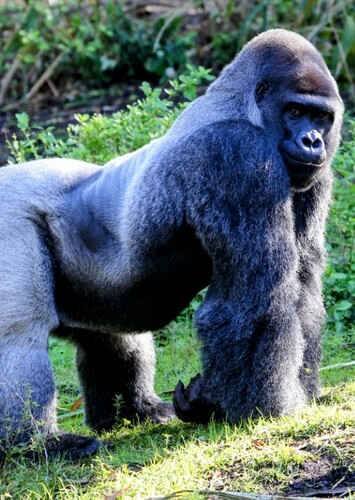 Gorilla