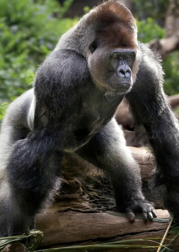 Gorilla
