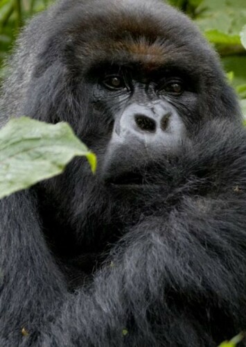 Gorilla