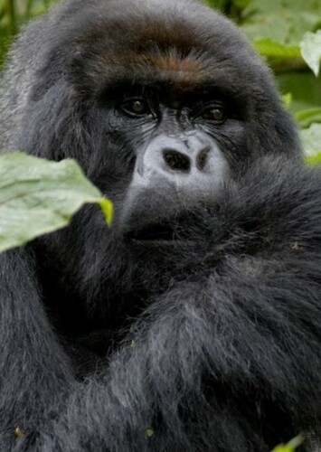 Gorilla