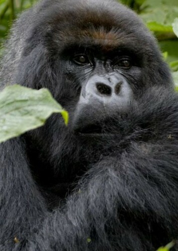 Gorilla