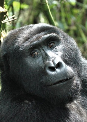 Gorilla