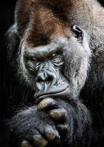 Gorilla II