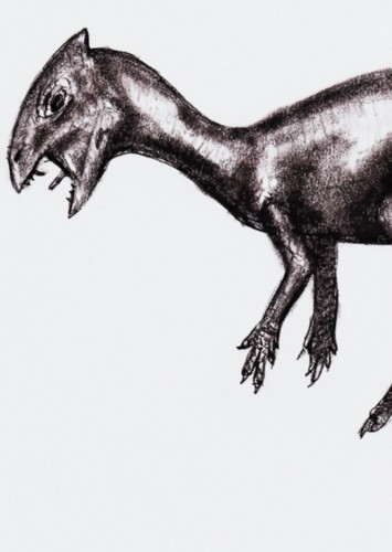 Goyocephale