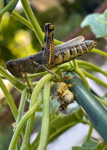 Grasshopper