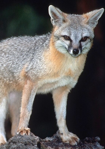 Gray Fox