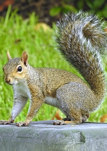 Gray Squirrel