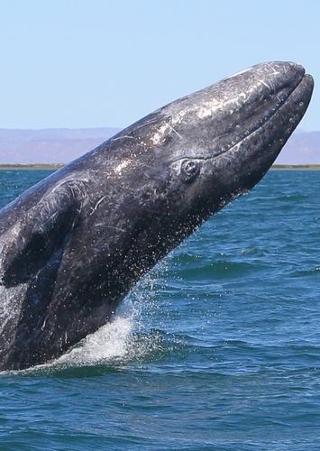 Gray Whale