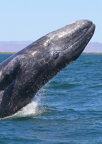 Gray Whale
