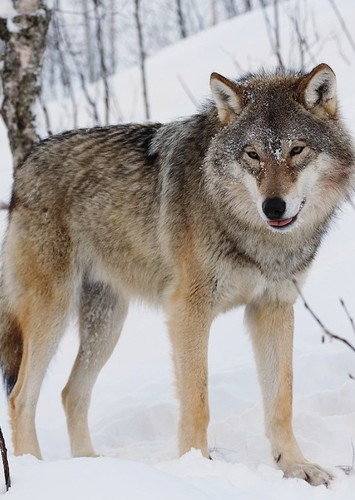 Gray Wolf