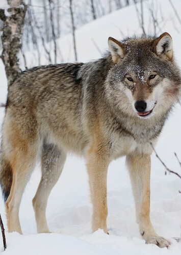 Gray Wolf