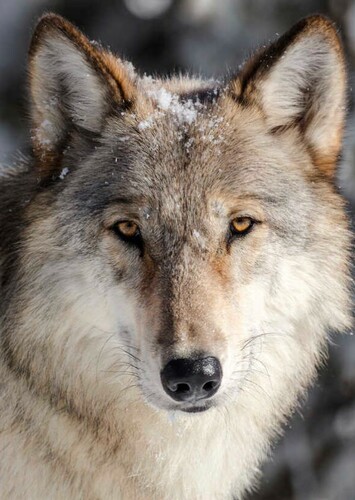 Gray Wolf