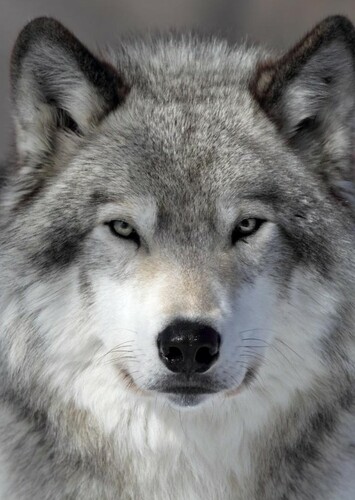 Gray Wolf