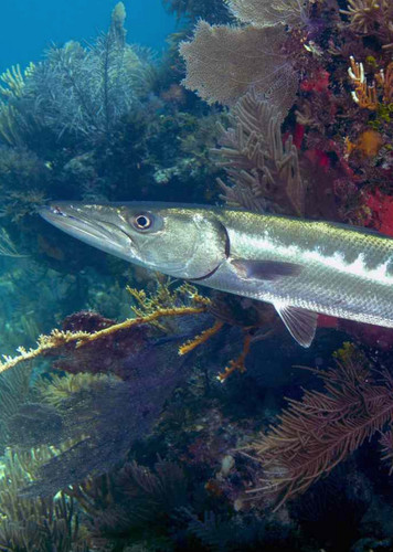 Great Barracuda