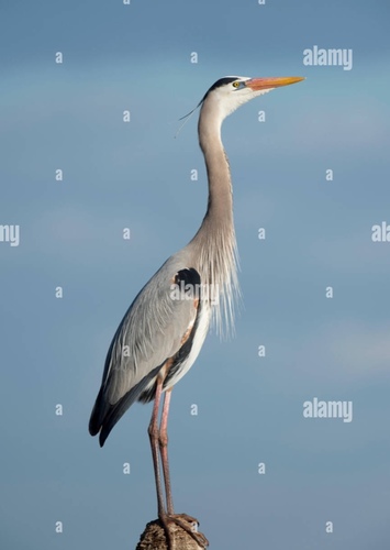 Great Blue Heron