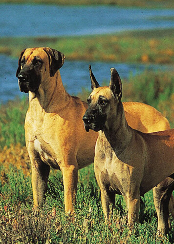 Great Dane