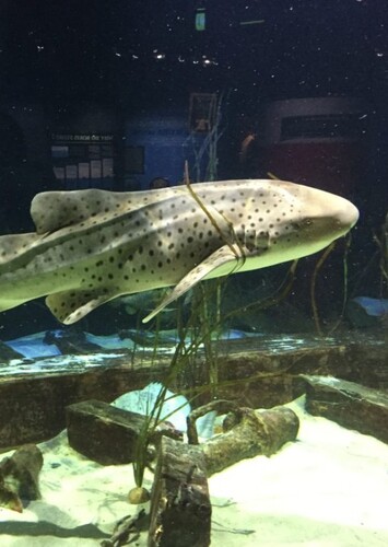 Great Lakes Aquarium