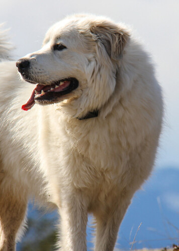 Great Pyrenees