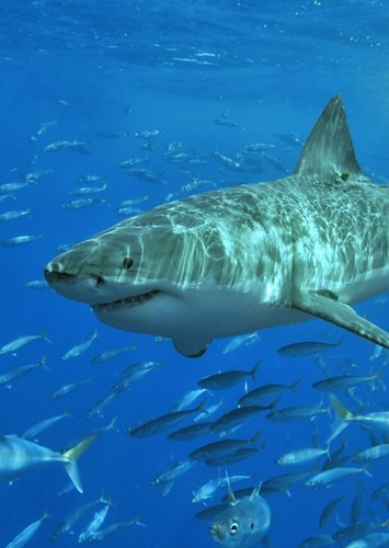 Great white shark