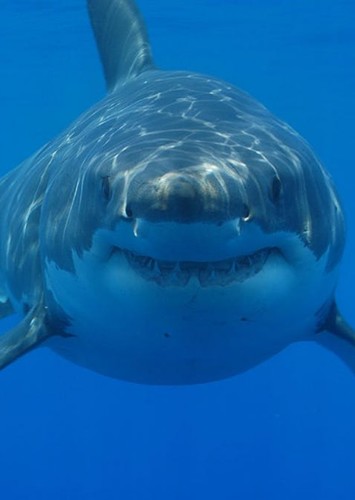 Great white shark