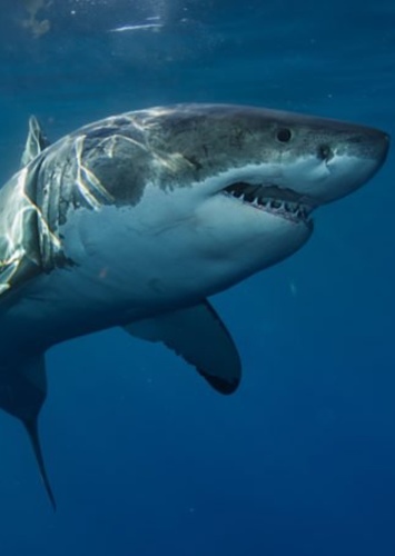 Great White Shark