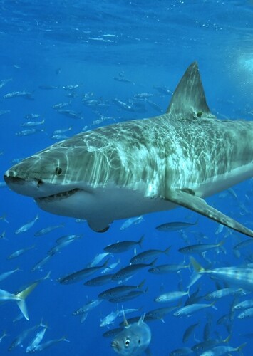 Great White Shark