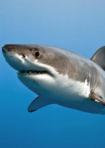 Great White Shark