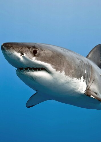 Great White Shark