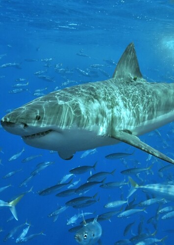 Great White Shark