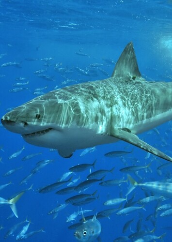 Great White Shark