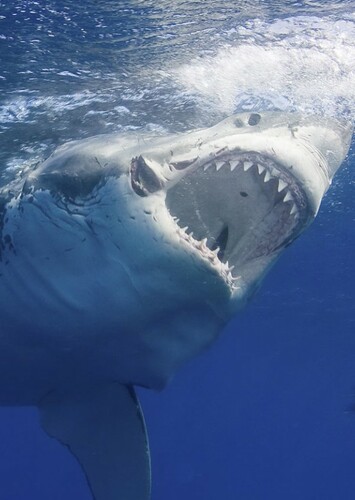 Great White Shark