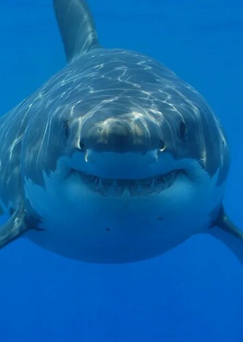 Great White Shark