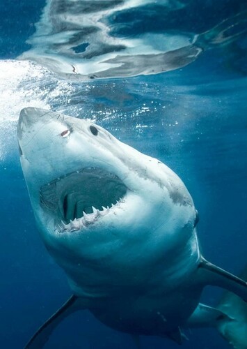 Great White Shark