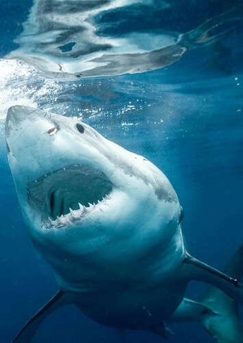 Great White Shark