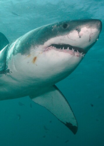 Great White Shark