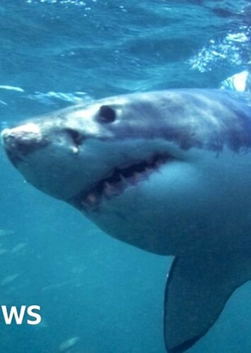 Great White Shark