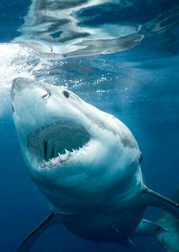 Great White Shark