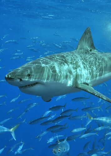 Great White Shark
