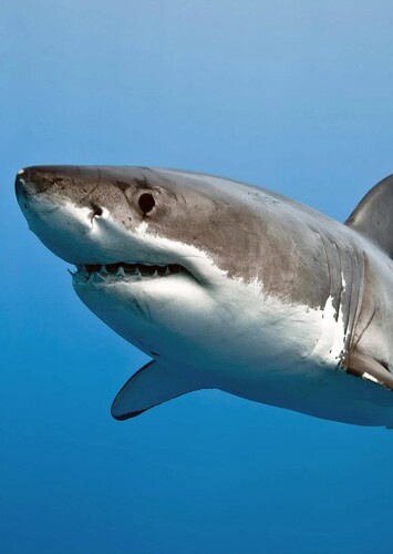 Great White Shark
