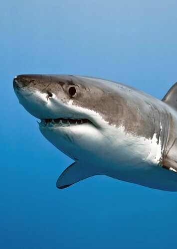 Great White Shark