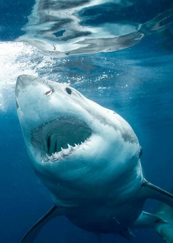 Great White Shark