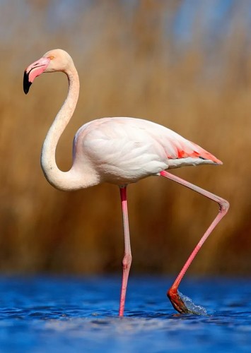 Greater flamingo