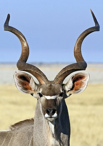 Greater kudu