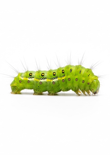 Green caterpillar