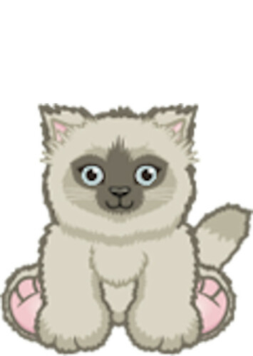 Grey Himalayan
