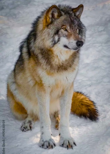 Grey Wolf