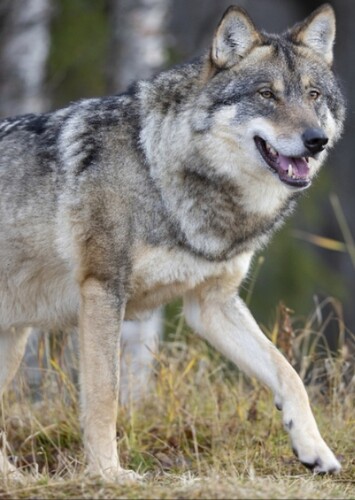 GREY WOLF